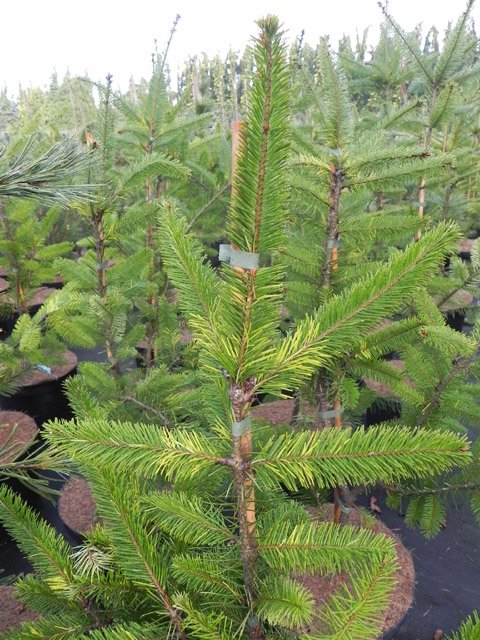 Pseudotsuga menziesii 'Filips Soul Fire'